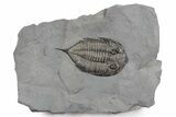 Dalmanites Trilobite Fossil - New York #357146-1